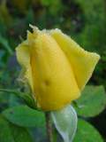 bouton rose jaune.JPG
